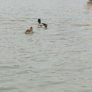 韩飞鸽
