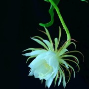 王清